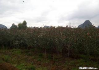 出售 红叶石楠 树苗 三公分左右 大叶樟树 米径3-7公分 - 桂林28生活网 www.28life.com