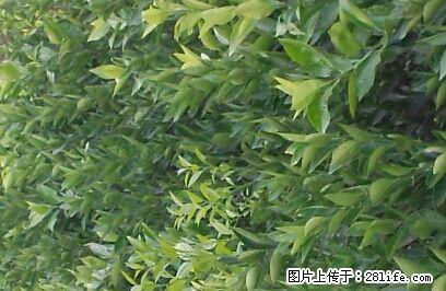 蜜香橙苗!去年没订到苗的朋友们,现在可以先付定金订苗,又名埃及糖橙! - 农作物 - 农林牧渔 - 桂林分类信息 - 桂林28生活网 www.28life.com