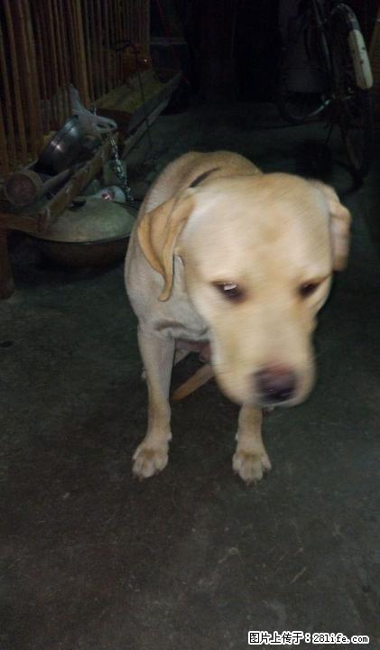 出售成年拉布拉多（公），价格可商量 - 宠物交易 - 宠物信息 - 桂林分类信息 - 桂林28生活网 www.28life.com