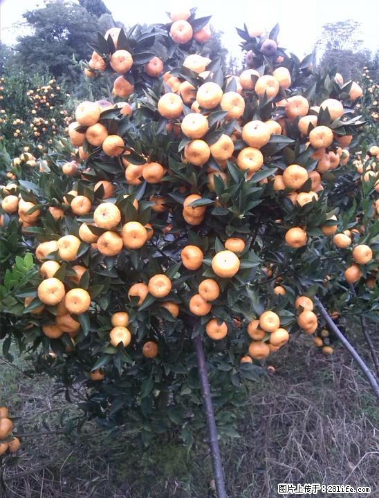 代购西瓜、南丰蜜橘、脐橙、柑橘、等 - 农作物 - 农林牧渔 - 桂林分类信息 - 桂林28生活网 www.28life.com