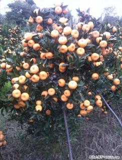 代购西瓜、南丰蜜橘、脐橙、柑橘、等 - 桂林28生活网 www.28life.com