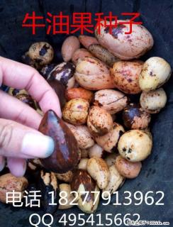 出售 牛油果苗 牛油果种子 辣木苗 - 桂林28生活网 www.28life.com