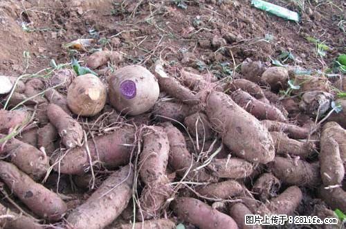 大量批发零售自家种植紫薯 - 农作物 - 农林牧渔 - 桂林分类信息 - 桂林28生活网 www.28life.com