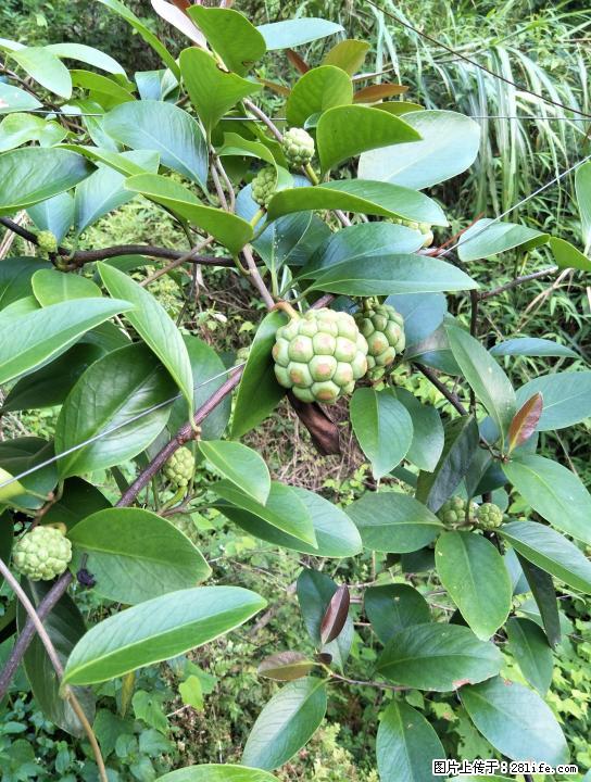 本人在龙胜种有几十亩黑老虎，又叫冷饭团，现应资金困难想找人合伙 - 农作物 - 农林牧渔 - 桂林分类信息 - 桂林28生活网 www.28life.com