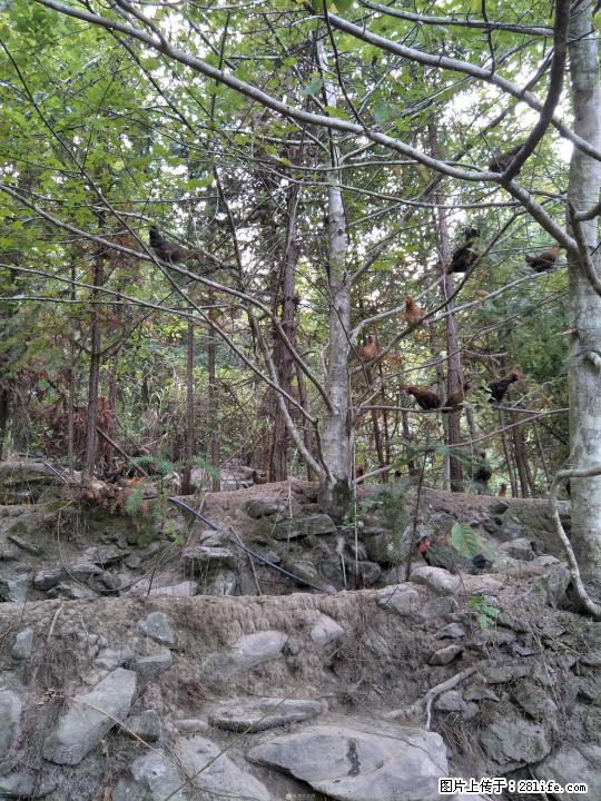 龙胜凤鸡，全生态山上放养 - 牲畜 - 农林牧渔 - 桂林分类信息 - 桂林28生活网 www.28life.com