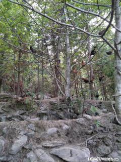 龙胜凤鸡，全生态山上放养 - 桂林28生活网 www.28life.com