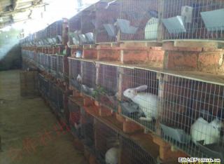 桂林永圆肉兔养殖合社招收学徒了 - 桂林28生活网 www.28life.com