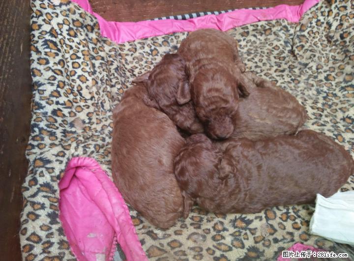 棕色贵宾犬2母一公哟 - 宠物交易 - 宠物信息 - 桂林分类信息 - 桂林28生活网 www.28life.com