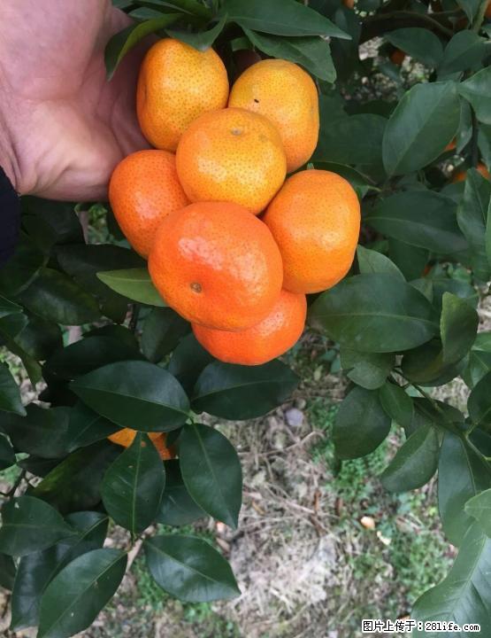 砂糖橘销售（盒装精品） - 农作物 - 农林牧渔 - 桂林分类信息 - 桂林28生活网 www.28life.com