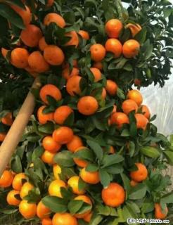 砂糖橘销售（精品盒装），电话:13597330062 - 桂林28生活网 www.28life.com