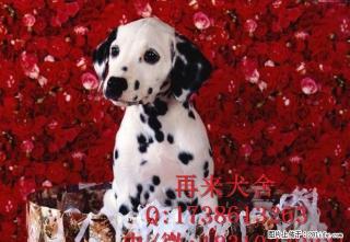 黑白闪烁斑点狗 动作灵敏大麦町犬 聪明好动多只可选 - 桂林28生活网 www.28life.com