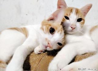 可爱健康粘人猫咪免费领养 - 桂林28生活网 www.28life.com
