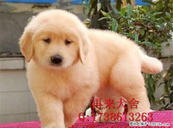 出售高品质金毛幼犬大头宽嘴金毛金毛幼犬 可上门 - 宠物交易 - 宠物信息 - 桂林分类信息 - 桂林28生活网 www.28life.com