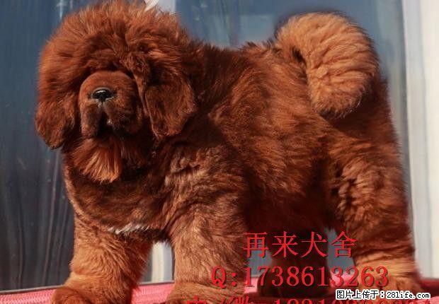 北京哪里出售纯藏獒幼犬 - 宠物交易 - 宠物信息 - 桂林分类信息 - 桂林28生活网 www.28life.com