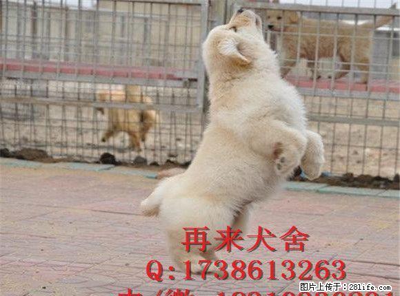 北京金毛 纯种大头金毛犬 纯种健康金毛猎犬 - 宠物交易 - 宠物信息 - 桂林分类信息 - 桂林28生活网 www.28life.com