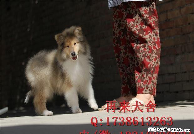 苏牧纯种聪明苏牧血统纯正终身包纯种全国包邮 - 宠物交易 - 宠物信息 - 桂林分类信息 - 桂林28生活网 www.28life.com