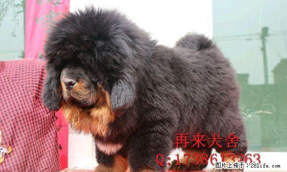 纯种藏獒养殖基地 大狮头大骨量大长毛 霸气十足 - 宠物交易 - 宠物信息 - 桂林分类信息 - 桂林28生活网 www.28life.com
