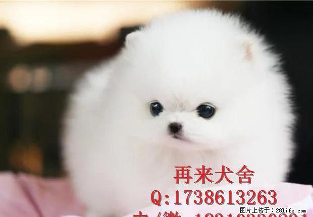 北京哪里卖纯种博美幼犬 哈多利球体博美 白色博美 出售签协议 - 宠物交易 - 宠物信息 - 桂林分类信息 - 桂林28生活网 www.28life.com