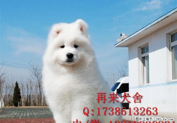 萨摩耶犬 微笑天使,专业繁殖 包品质 - 宠物交易 - 宠物信息 - 桂林分类信息 - 桂林28生活网 www.28life.com