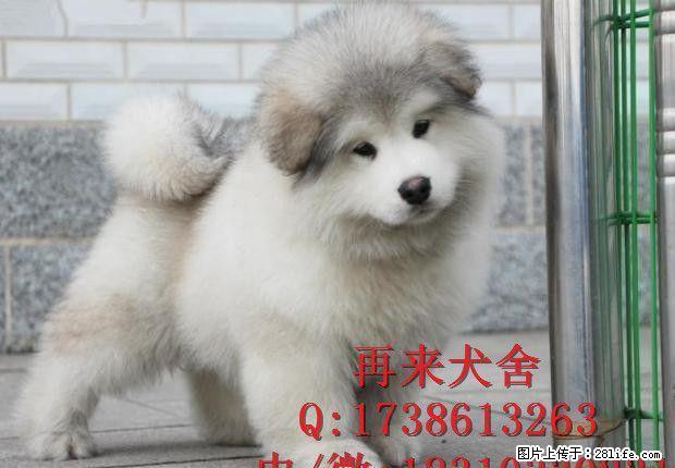 特价出售阿拉斯加 纯种阿拉斯加幼犬出售 北京阿拉斯加犬舍 - 宠物交易 - 宠物信息 - 桂林分类信息 - 桂林28生活网 www.28life.com