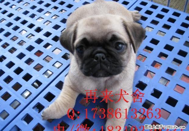 纯种巴哥出售憨厚的小巴哥宝宝皱纹超级皱可爱巴哥幼犬 - 宠物交易 - 宠物信息 - 桂林分类信息 - 桂林28生活网 www.28life.com