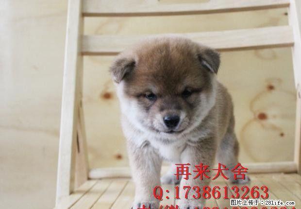 带血统的柴犬多少钱 双血统柴犬多少钱 纯种柴犬价格 - 宠物交易 - 宠物信息 - 桂林分类信息 - 桂林28生活网 www.28life.com