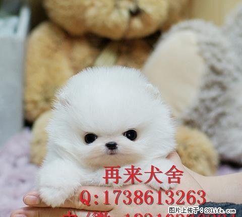 繁殖基地出售纯种博美幼犬 棉花糖博美幼犬 活体 - 宠物交易 - 宠物信息 - 桂林分类信息 - 桂林28生活网 www.28life.com