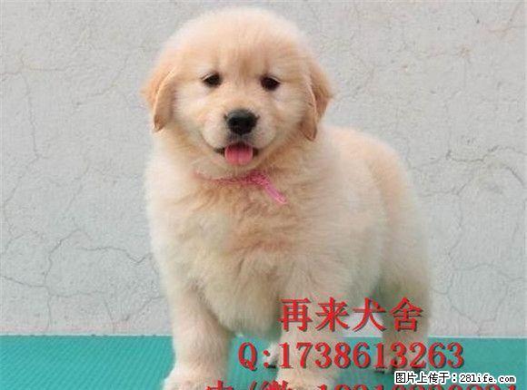 北京金毛什么价格 金毛成年能长多大 - 宠物交易 - 宠物信息 - 桂林分类信息 - 桂林28生活网 www.28life.com
