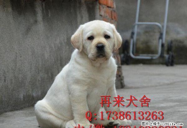 北京拉布拉多 赛级拉布拉多,打完疫苗,血统纯种 - 宠物交易 - 宠物信息 - 桂林分类信息 - 桂林28生活网 www.28life.com