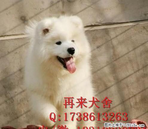 萨摩耶犬多少钱萨摩耶犬价格萨摩耶犬图片 - 宠物交易 - 宠物信息 - 桂林分类信息 - 桂林28生活网 www.28life.com