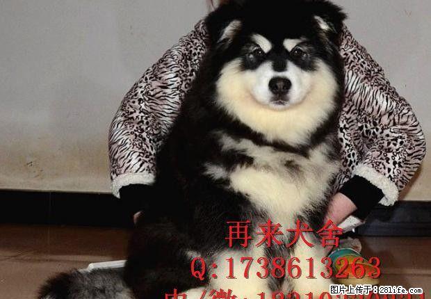 北京阿拉斯加犬价格 熊版阿拉斯加 阿拉斯加多少钱 - 宠物交易 - 宠物信息 - 桂林分类信息 - 桂林28生活网 www.28life.com