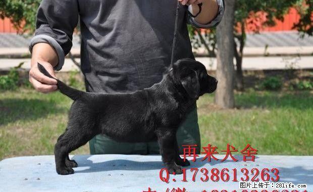 纯种拉布拉多价钱拉布拉多幼犬价位拉布拉多犬舍 - 宠物交易 - 宠物信息 - 桂林分类信息 - 桂林28生活网 www.28life.com