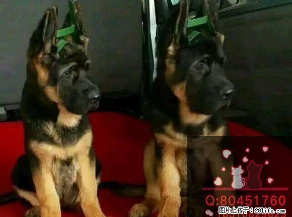 北京锤系德牧出售,纯种德牧出售 赛级德牧幼犬 - 宠物交易 - 宠物信息 - 桂林分类信息 - 桂林28生活网 www.28life.com