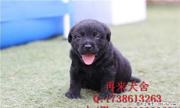 纯种拉布拉多 赛级拉布拉多 奶白色拉布拉多 疫苗驱虫已做完 - 宠物交易 - 宠物信息 - 桂林分类信息 - 桂林28生活网 www.28life.com