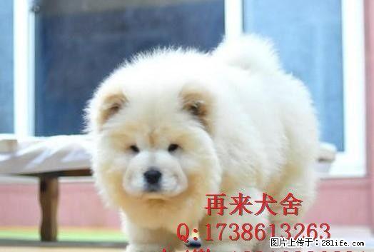 纯种肉嘴松狮 北京松狮犬多少钱一只 超大骨量松狮犬 签署协议 - 宠物交易 - 宠物信息 - 桂林分类信息 - 桂林28生活网 www.28life.com