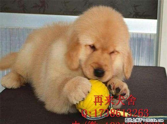 纯种金毛犬 赛级金毛犬出售 北京金毛犬什么价格 - 宠物交易 - 宠物信息 - 桂林分类信息 - 桂林28生活网 www.28life.com