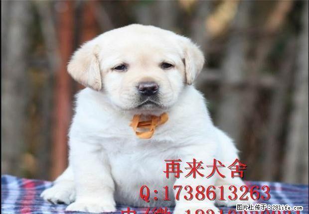 纯种拉布拉多 奶白色拉布拉多 大型拉布拉多犬养殖基地直销中 - 宠物交易 - 宠物信息 - 桂林分类信息 - 桂林28生活网 www.28life.com