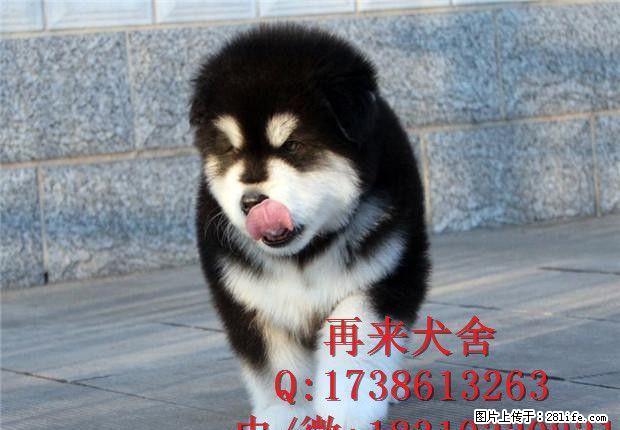 纯种阿拉斯加 巨型阿拉斯加 北京大型阿拉斯加犬养殖基地直销 - 宠物交易 - 宠物信息 - 桂林分类信息 - 桂林28生活网 www.28life.com