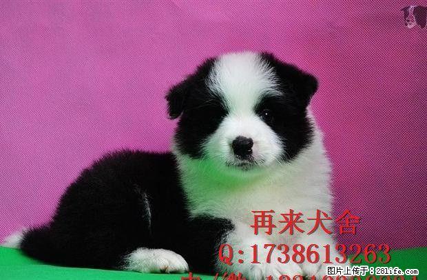 北京边牧犬多少钱 北京纯种边牧犬价格 边牧犬图片 - 宠物交易 - 宠物信息 - 桂林分类信息 - 桂林28生活网 www.28life.com