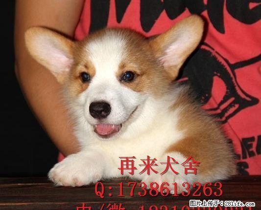 柯基犬多少钱柯基犬价格柯基犬图片 - 宠物交易 - 宠物信息 - 桂林分类信息 - 桂林28生活网 www.28life.com