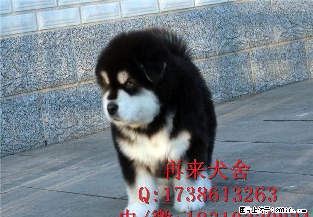 纯种阿拉斯加多少钱 巨型阿拉斯加犬 - 宠物交易 - 宠物信息 - 桂林分类信息 - 桂林28生活网 www.28life.com