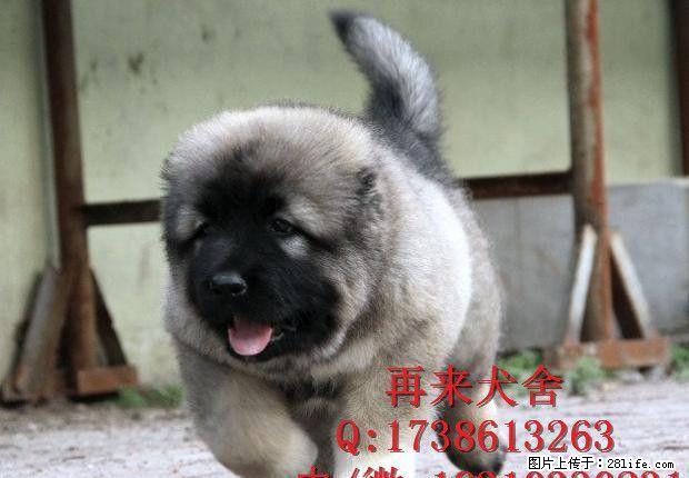 高加索犬舍 高加索价格 高加索哪里买 专业繁育高加索 - 宠物交易 - 宠物信息 - 桂林分类信息 - 桂林28生活网 www.28life.com