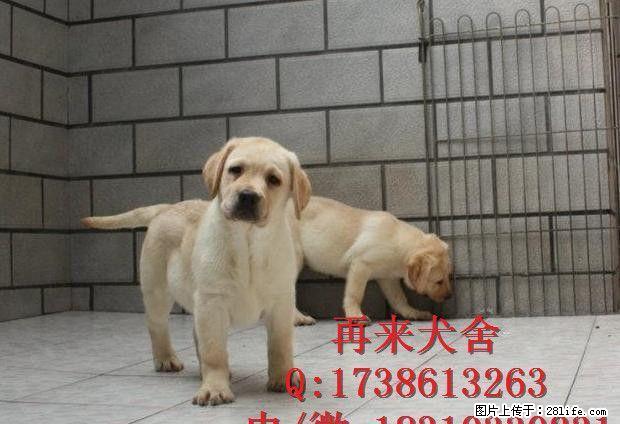 纯种德牧幼犬 公母均有 大锤德牧幼犬 - 宠物交易 - 宠物信息 - 桂林分类信息 - 桂林28生活网 www.28life.com
