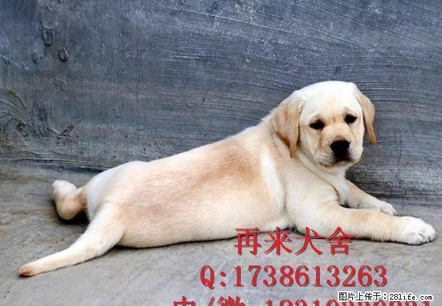 阿拉斯加犬多少钱阿拉斯加犬价格阿拉斯加犬图片 - 宠物交易 - 宠物信息 - 桂林分类信息 - 桂林28生活网 www.28life.com