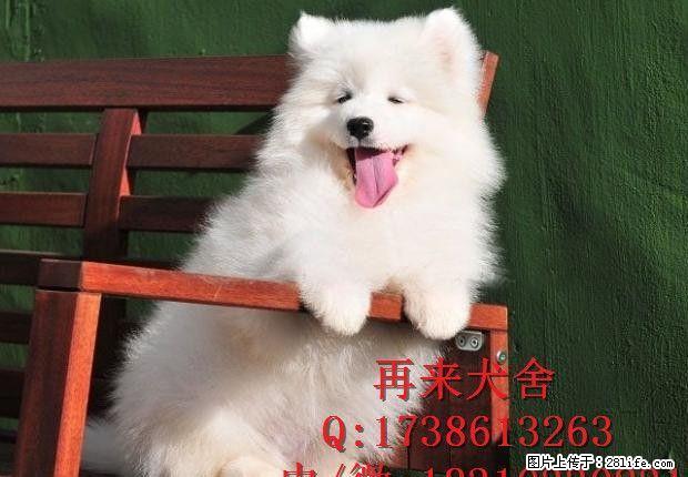 纯种萨摩耶幼犬去哪里买 哪里有卖纯种的萨摩 - 宠物交易 - 宠物信息 - 桂林分类信息 - 桂林28生活网 www.28life.com
