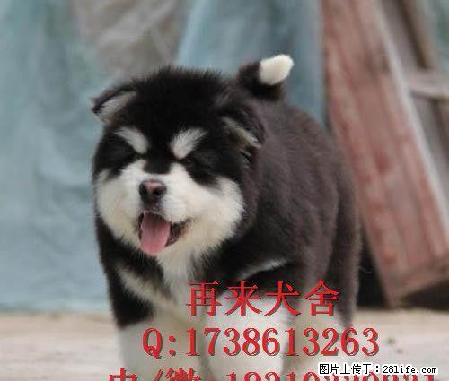 赛级幼犬 精品阿拉斯加 特价出售 纯种阿拉斯加价格 - 宠物交易 - 宠物信息 - 桂林分类信息 - 桂林28生活网 www.28life.com