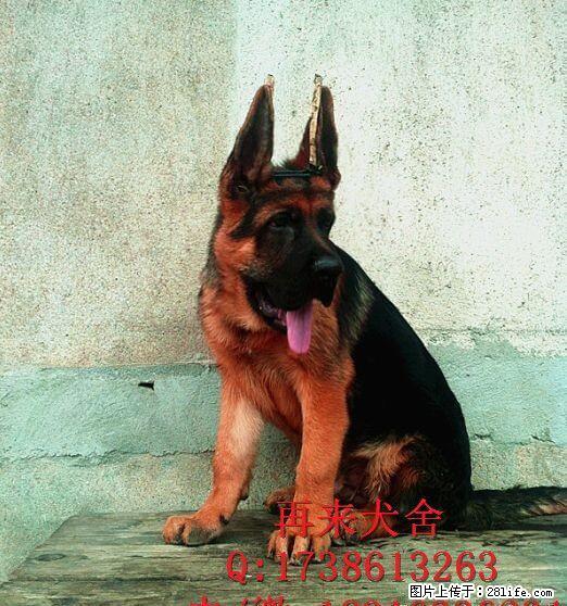 德国牧羊犬 警犬德牧 看门犬德牧 锤系德牧 - 宠物交易 - 宠物信息 - 桂林分类信息 - 桂林28生活网 www.28life.com