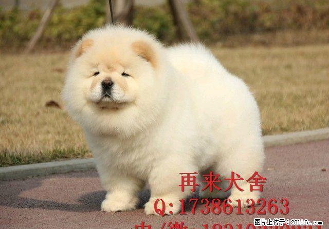北京纯种松狮多少钱一只 肉嘴松狮 直销高品质松狮犬 免费送货 - 宠物交易 - 宠物信息 - 桂林分类信息 - 桂林28生活网 www.28life.com