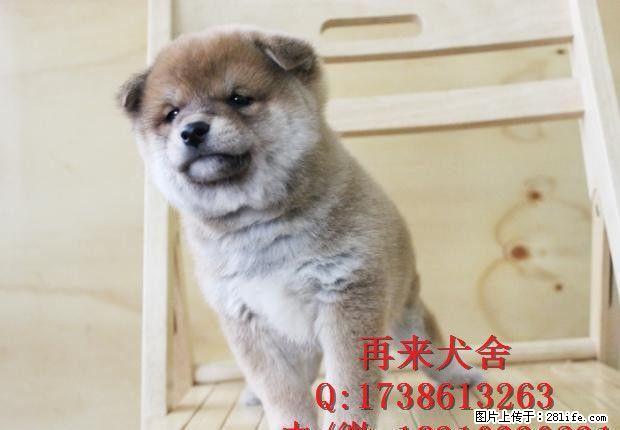 北京纯种柴犬多少钱一只 日系柴犬 直销高品质柴犬 签质保协议 - 宠物交易 - 宠物信息 - 桂林分类信息 - 桂林28生活网 www.28life.com