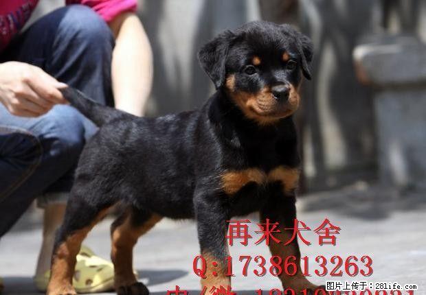 德系罗威纳 纯种罗威纳 高品质罗威纳犬 签质保协议 全国包运 - 宠物交易 - 宠物信息 - 桂林分类信息 - 桂林28生活网 www.28life.com